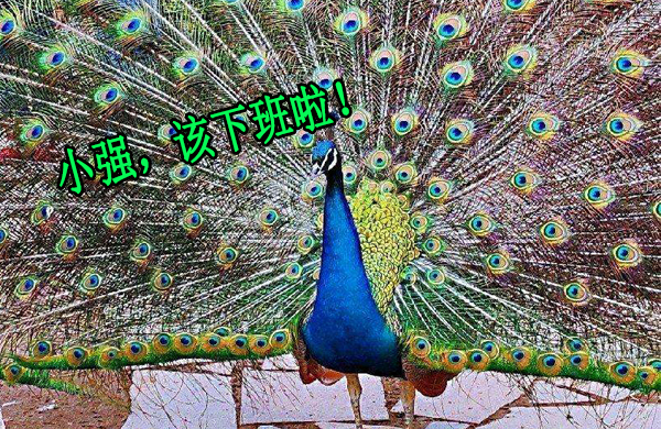 孔雀開屏 孔雀開屏